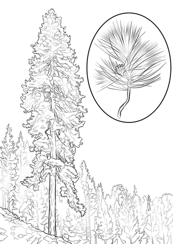 Ponderosa Pine Coloring Page